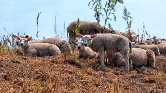Sheep Herd Livestock Cow Goat Family photo