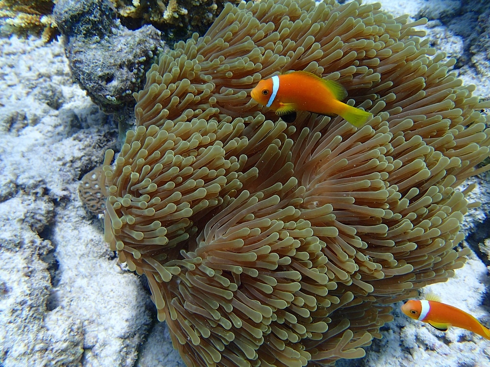 Sea fish underwater orange