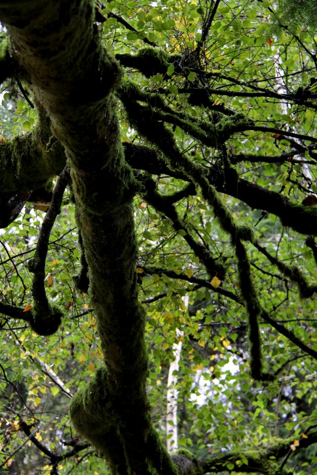 Tree Branch Nature Vegetation