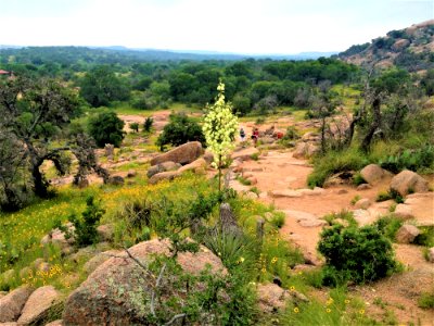 Vegetation Chaparral Shrubland Wilderness photo