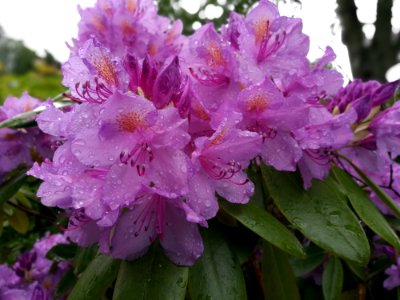 Flower Plant Pink Flowering Plant