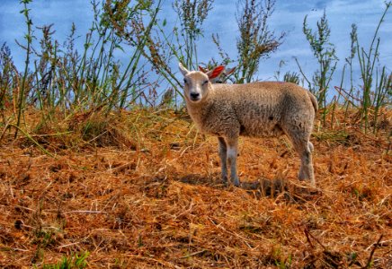 Wildlife Mammal Fauna Sheep