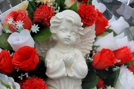 Rose Rose Family Flower Garden Roses