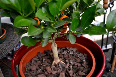 Plant Tree Houseplant Herb photo