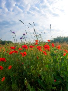 Flower Ecosystem Wildflower Meadow photo