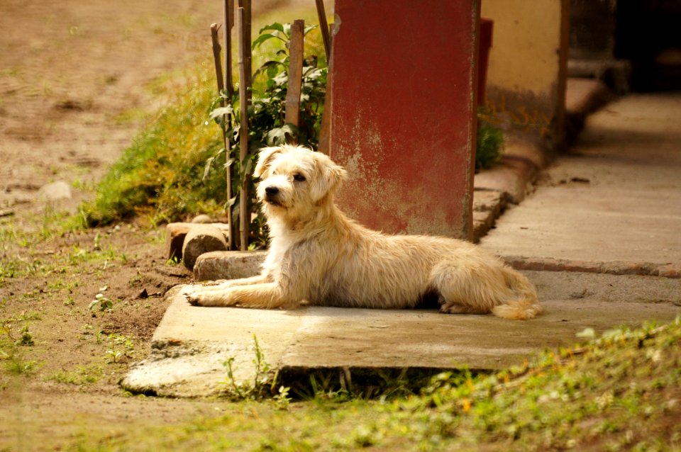 Dog Breed Fauna Dog Street Dog