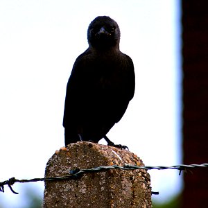 Bird Fauna Beak Crow photo