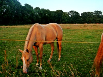 Horse Pasture Grassland Ecosystem photo