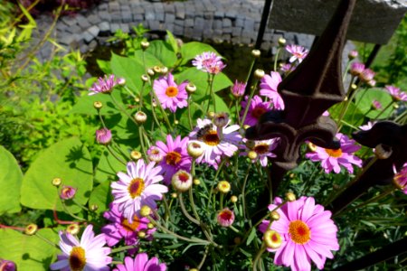 Flower Plant Flowering Plant Flora