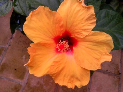Flower Hibiscus Plant Flowering Plant