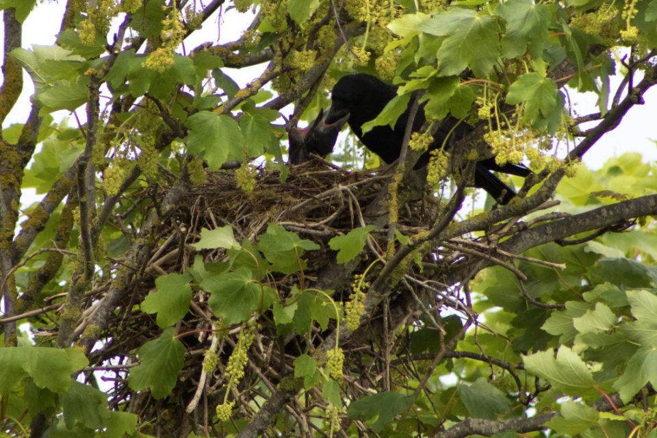 Bird Branch Tree Fauna