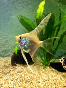 Freshwater Aquarium Fauna Aquatic Plant Organism