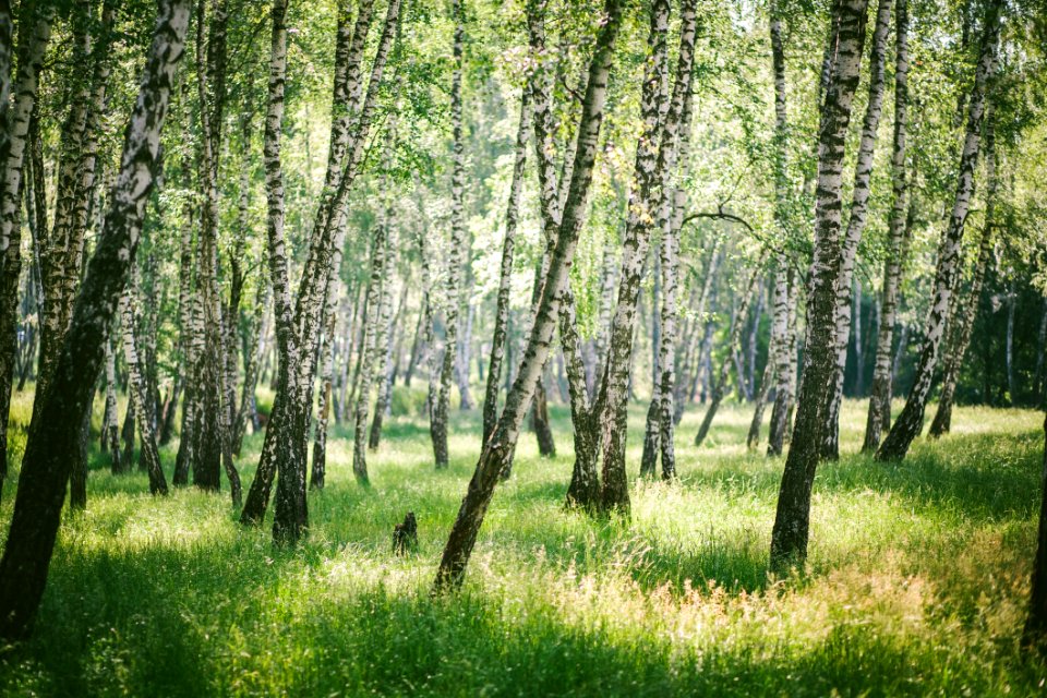 Ecosystem Tree Woodland Grove