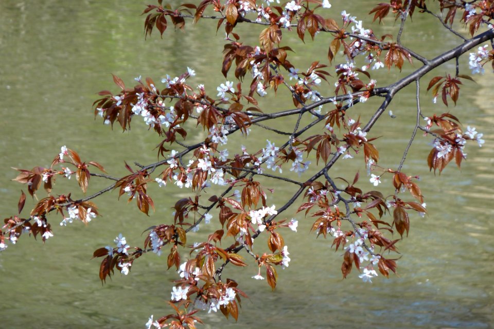 Water Flora Plant Branch
