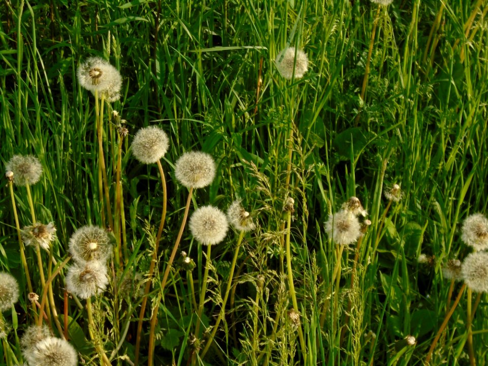 Grass Flower Dandelion Plant