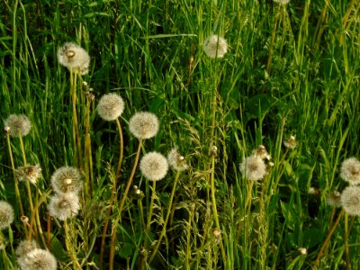 Grass Flower Dandelion Plant photo