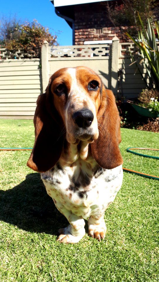 Basset Hound Dog Breed Dog Basset Artsien Normand