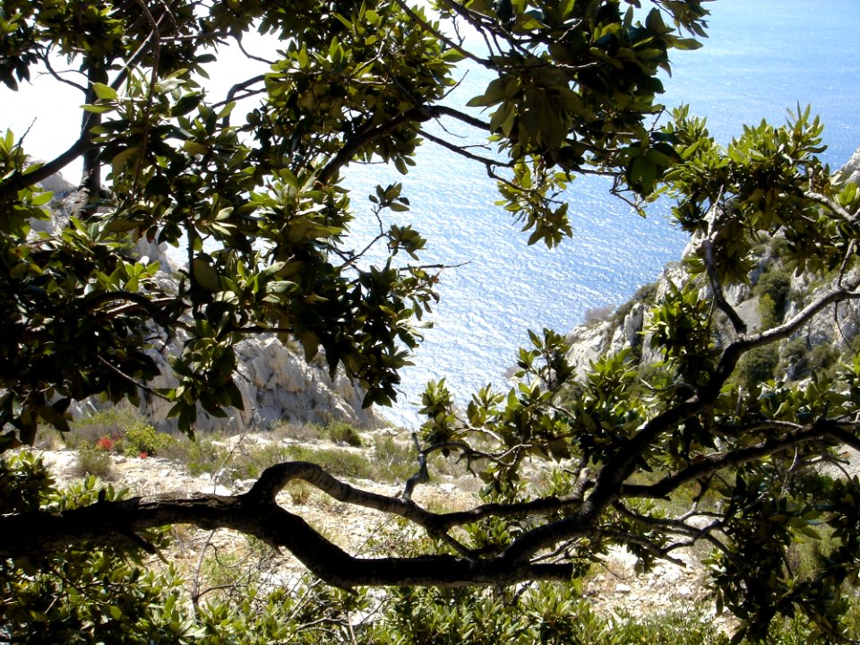 Tree Vegetation Branch Plant