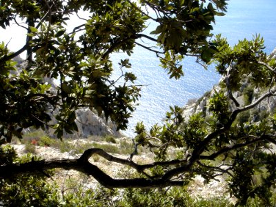 Tree Vegetation Branch Plant