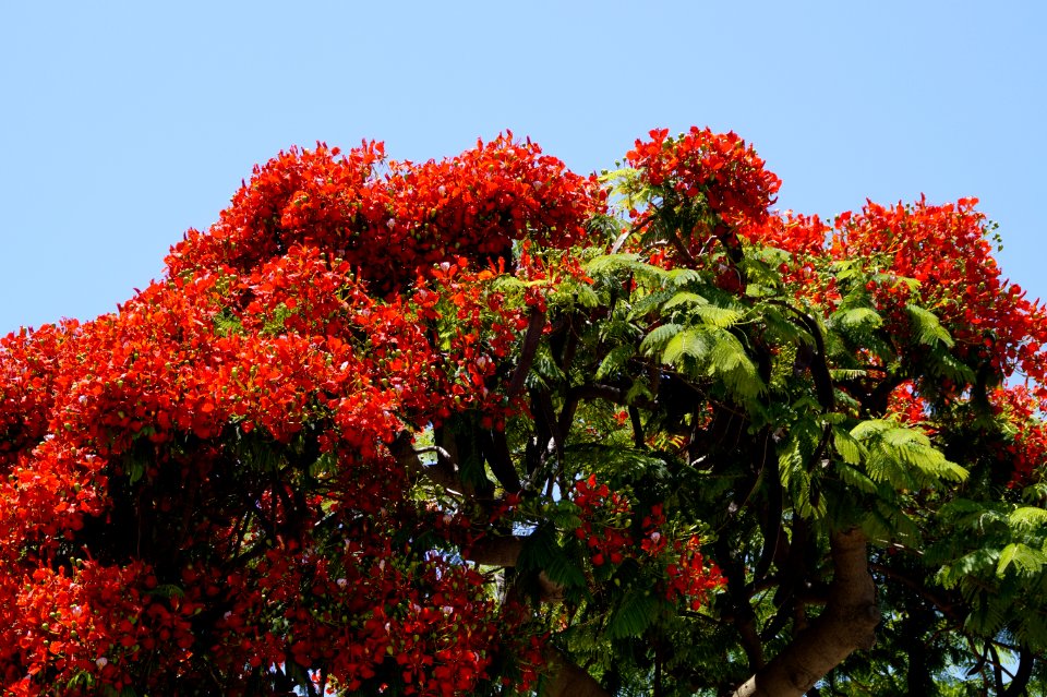Plant Flora Tree Vegetation