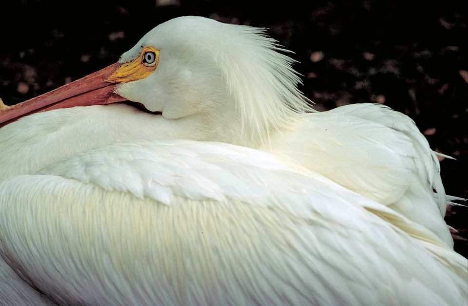 Waterfowl wildlife nature