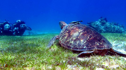 Sea Turtle Turtle Ecosystem Marine Biology