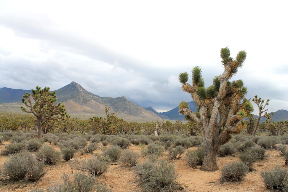 Vegetation Ecosystem Shrubland Wilderness