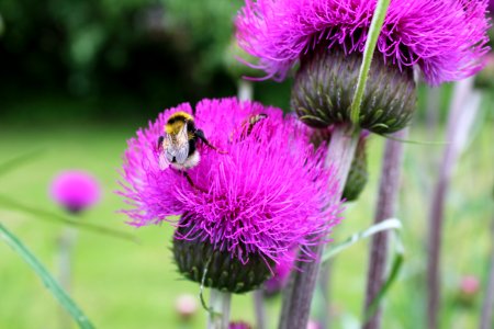 Silybum Thistle Purple Flower