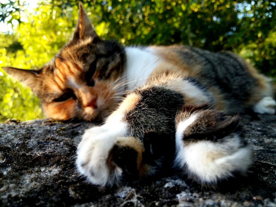 Cat Whiskers Fauna Small To Medium Sized Cats