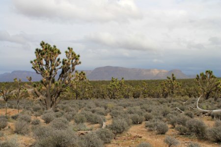 Vegetation Ecosystem Shrubland Sky photo