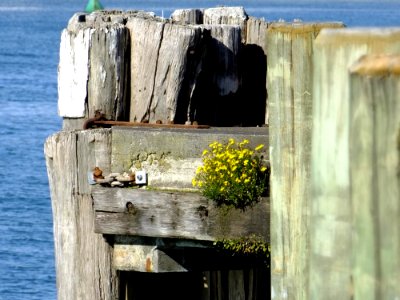Wood Water Window
