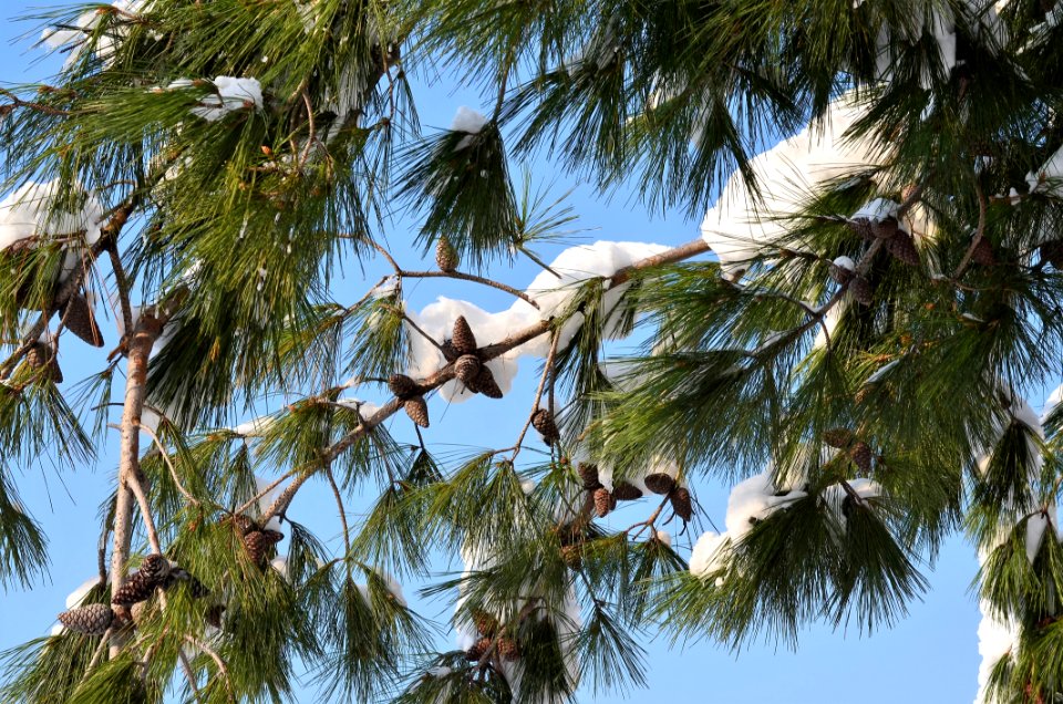 Tree Woody Plant Arecales Palm Tree
