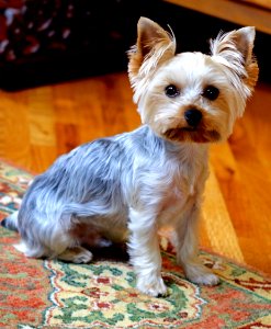 Dog Dog Like Mammal Dog Breed Terrier photo