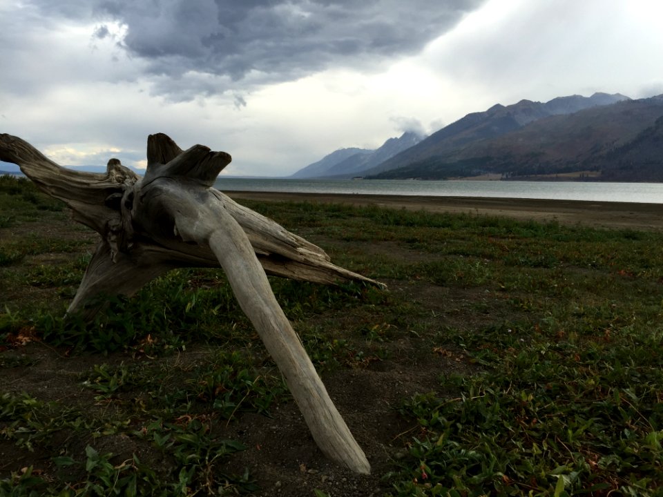 Ecosystem Sky Grass Driftwood