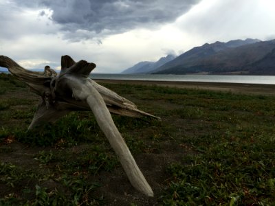 Ecosystem Sky Grass Driftwood