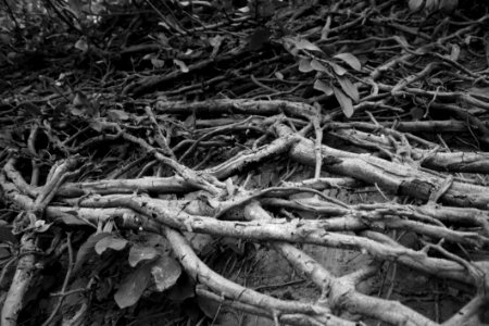 Black And White Branch Tree Monochrome Photography photo