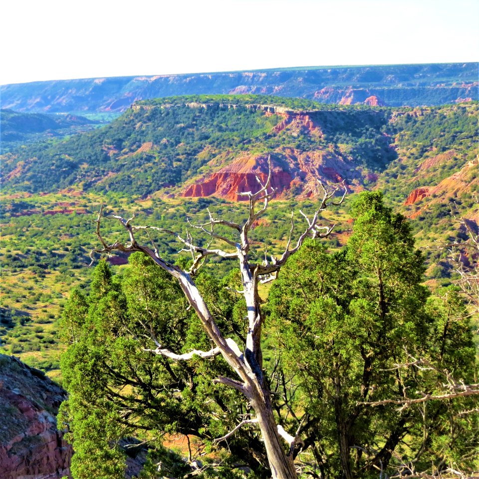 Tree Vegetation Wilderness Nature Reserve
