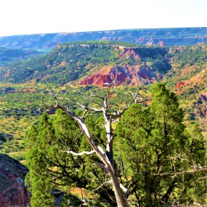 Tree Vegetation Wilderness Nature Reserve