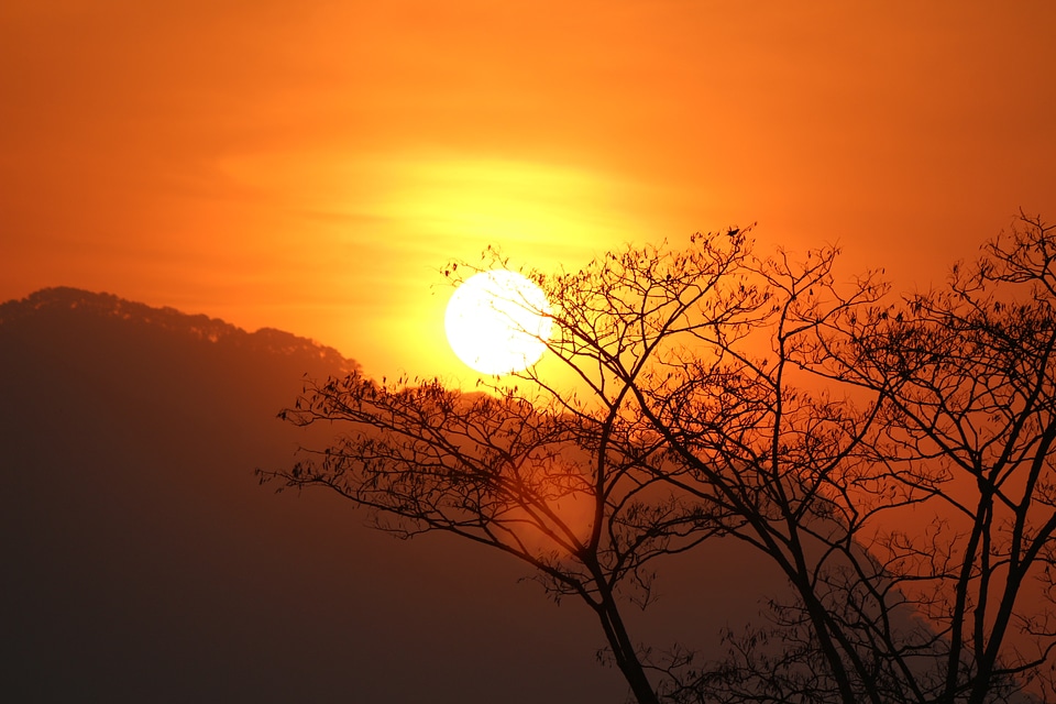 Dusk orange trees photo