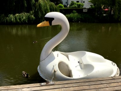 Swan Boat Water Water Bird Swan