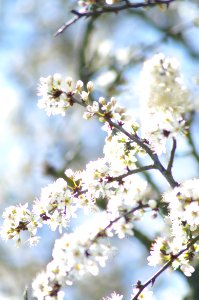 Blossom Branch Spring Twig