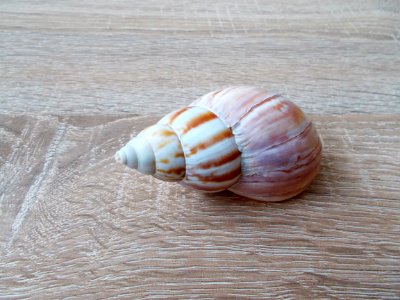 Macoma Seashell Baltic Clam Veneroida photo