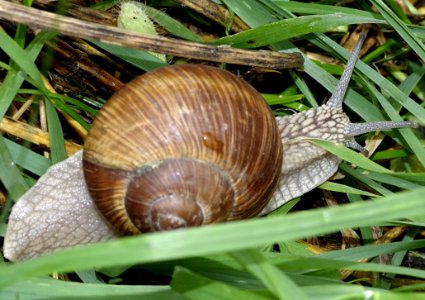 Molluscs Snail Snails And Slugs Invertebrate