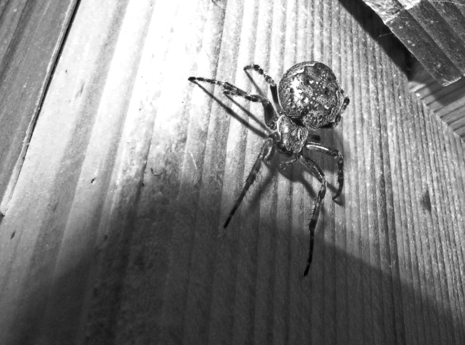 Arachnid Spider Black Black And White