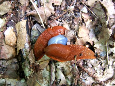 Slug Invertebrate Fauna Terrestrial Animal