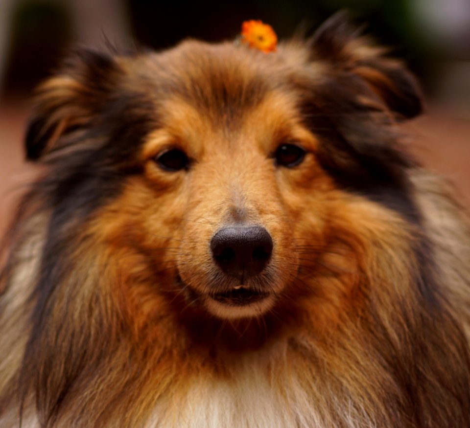 Dog Dog Breed Rough Collie Scotch Collie