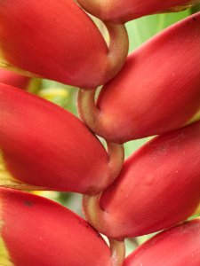 Close Up Petal Macro Photography Local Food
