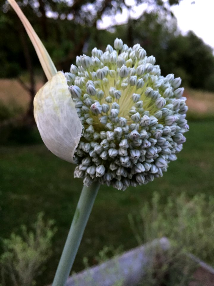 Plant Flora Flower Spring