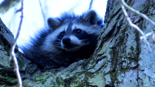 Raccoon Procyonidae Mammal Fauna