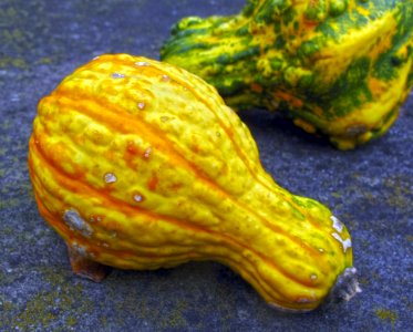 Yellow Cucumber Gourd And Melon Family Winter Squash Cucurbita photo